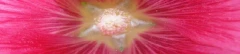 Logo Massagepraxis Luise Weihe