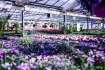 Logo Maylahn Blumen und Floristik Lothar Maylahn