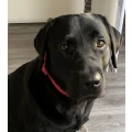 Mein-Dogsitter.de Steinfurt