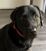 Mein-Dogsitter.de Steinfurt
