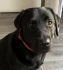 Logo Mein-Dogsitter.de