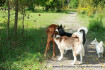 Logo Melanie’s Hundeservice