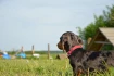 Logo Mensch-Hund-Schule - Nadine B&ouml;ttcher