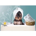 Hundefriseur
