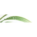 Logo Meyn Gartenservice
