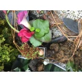 Michael John Florist Wermelskirchen