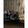 Michael Niesler Tierarzt Bad Wilsnack