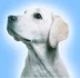 Logo Michaela Mundt Hundeschule