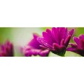 Logo Lavendula Wellnessmassagen Michaela Raab