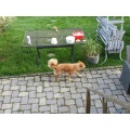 Mick's Groomer - The Doggo Spa - Hundefriseur / Salon in W&uuml;rselen W&uuml;rselen