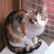 MIEZEKATZE - Die kuschelige Katzenpension Tanja Credo Egelsbach