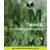 Logo MIHAILS GARTENPFLEGE