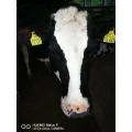 Milchhof Neulewin KG Neulewin