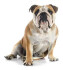 Logo Mit Herz und Hund