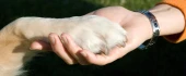 Logo mobile Hundeschule Hermann