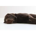 Logo Mobile Hundeschule Kirsten Wilson