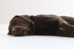 Logo Mobile Hundeschule Kirsten Wilson