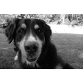 Mobile Hundeschule Teamwork