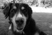 Logo Mobile Hundeschule Teamwork
