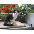 Das ist Kater Felix