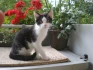 Logo Mobile Katzenbetreuung Heike Tenfelde