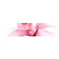 Logo Mod-Thaimassagestudio Inh. Maikel Piel
