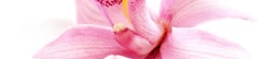 Logo Mod-Thaimassagestudio Inh. Maikel Piel