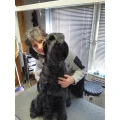 Monika Helms Hundefriseur K&auml;gsdorf