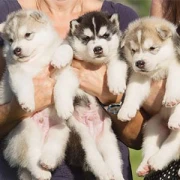 Mountain Sight Labrador Bad Aibling