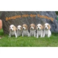 Logo MP-Ranch Hunde- und Pferdezucht Monika u. Peter Hahnenberg