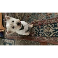 M&uuml;nchner Hundesalon Oberschlei&szlig;heim