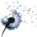 Logo myTaogarden Medical Martina St&ouml;tzer