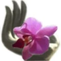 Logo Nagelstudio Peggy K&ouml;nig