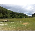 Naturefish Usingen