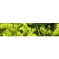 Logo Naturheilpraxis Ute Spieck
