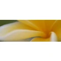 Logo Naturkosmetik und Massage Carmen Kr&ouml;ner