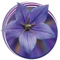 Logo NATURSEIFEN Susanne Wessels