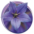 Logo Neubauer Christine Pranaheilung und Shiatsu
