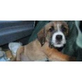 Logo Nicole Harders Hamburger Hundeausgehservice