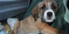 Logo Nicole Harders Hamburger Hundeausgehservice
