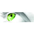 Logo Miedl, Nicole