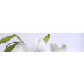Logo Becker, Norbert