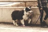 Oliver Hoffbauer Hundetrainer & Verhaltensberatung Heidelberg, Neckar