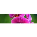 Logo Orchidee Thai Restaurant