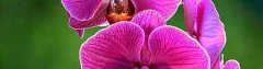 Logo Orchidee Thai Restaurant