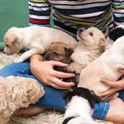 Ostdeutsche Schäferhunde, von der deutschen Heide Bramsche