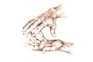 Logo Osteopath Semlow Roland
