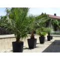 PALMENSTADL Pfakofen