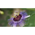 Logo Passiflora Blumenwerk
