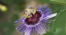 Logo Passiflora Blumenwerk Blumenfachgeschäft